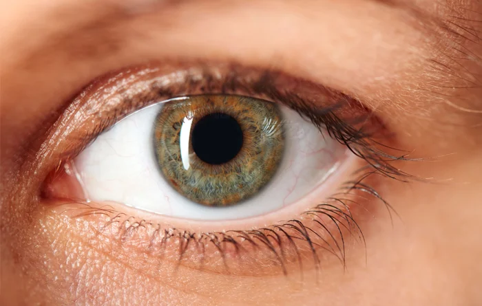 Eyes & Sight