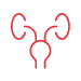 Urinary System